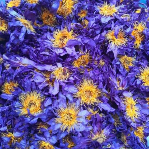 Pile of whole dried blue lotus flowers